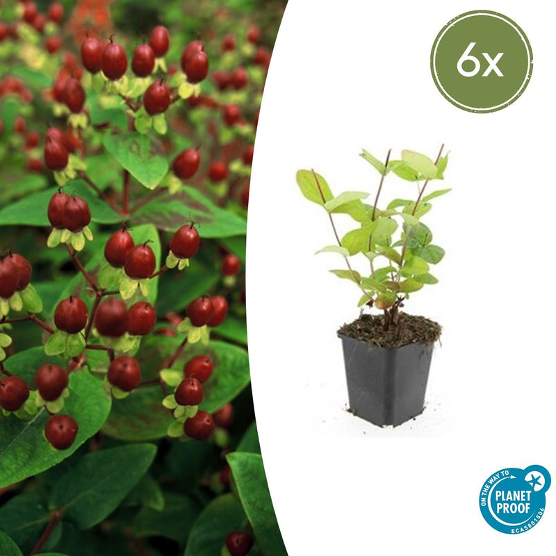 Hypericum inodorum 'Beauty' (6 stuks)