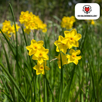 Verpakking — Baby Boomer narcis 25 stuks