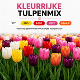 Tulpenbollen Mix - 20 Stuks - Winterhard - Maat 11/12
