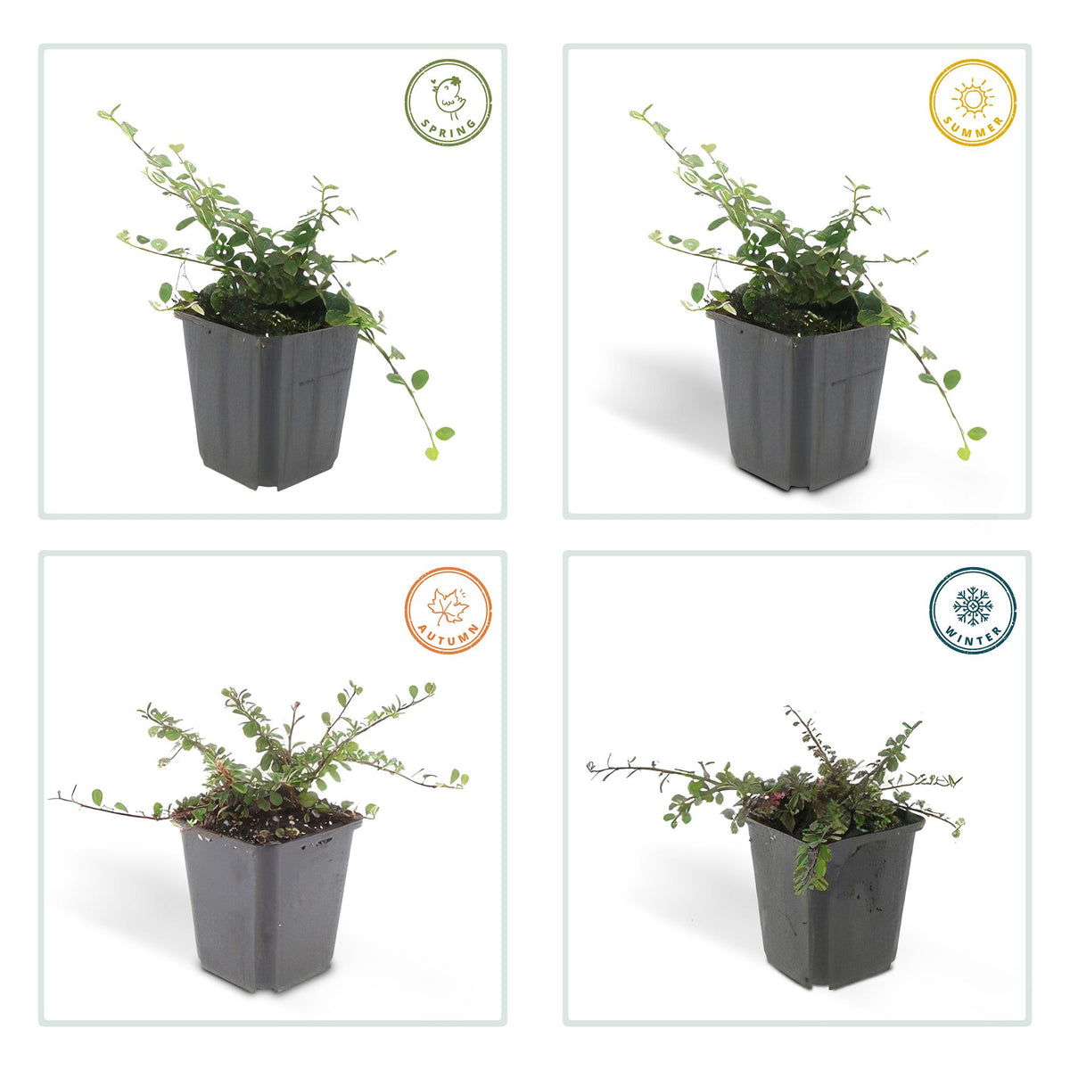 Cotoneaster procumbens 'Streib's Findling' (6 stuks)