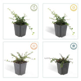 Cotoneaster procumbens 'Streib's Findling' (6 stuks)