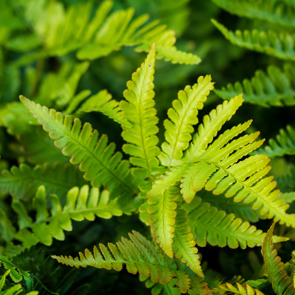 Polystichum setiferum 'Herrenhausen' (6 stuks)