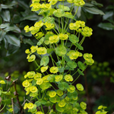 Euphorbia amygdaloides 'Robbiae' (6 stuks)