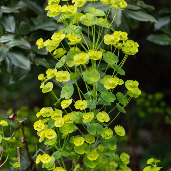 Euphorbia amygdaloides 'Robbiae' (6 stuks)