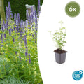 Agastache 'Black Adder' (6 stuks)