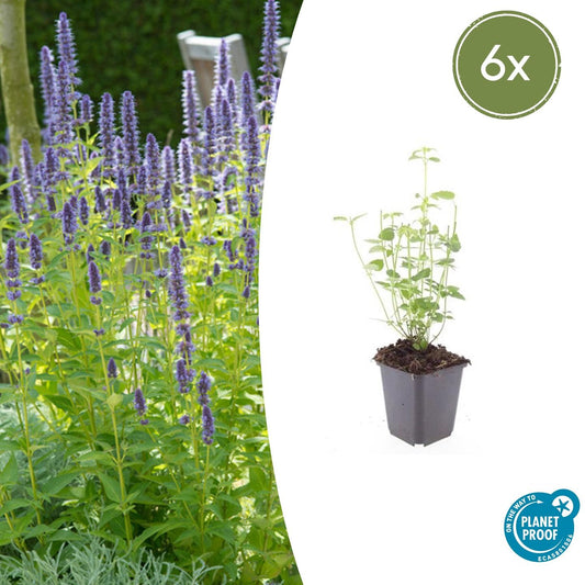 Agastache 'Black Adder' (6 stuks)