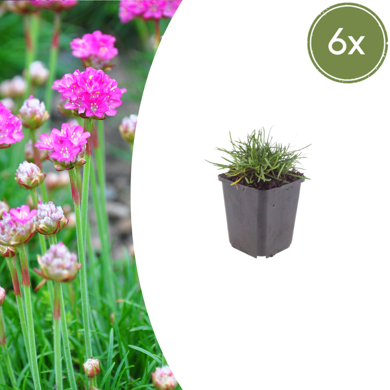 Armeria maritima 'Splendens' (6 stuks)