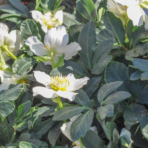 Helleborus orientalis (6 stuks)