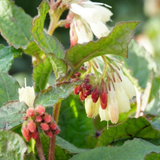 Symphytum grandiflorum (6 stuks)