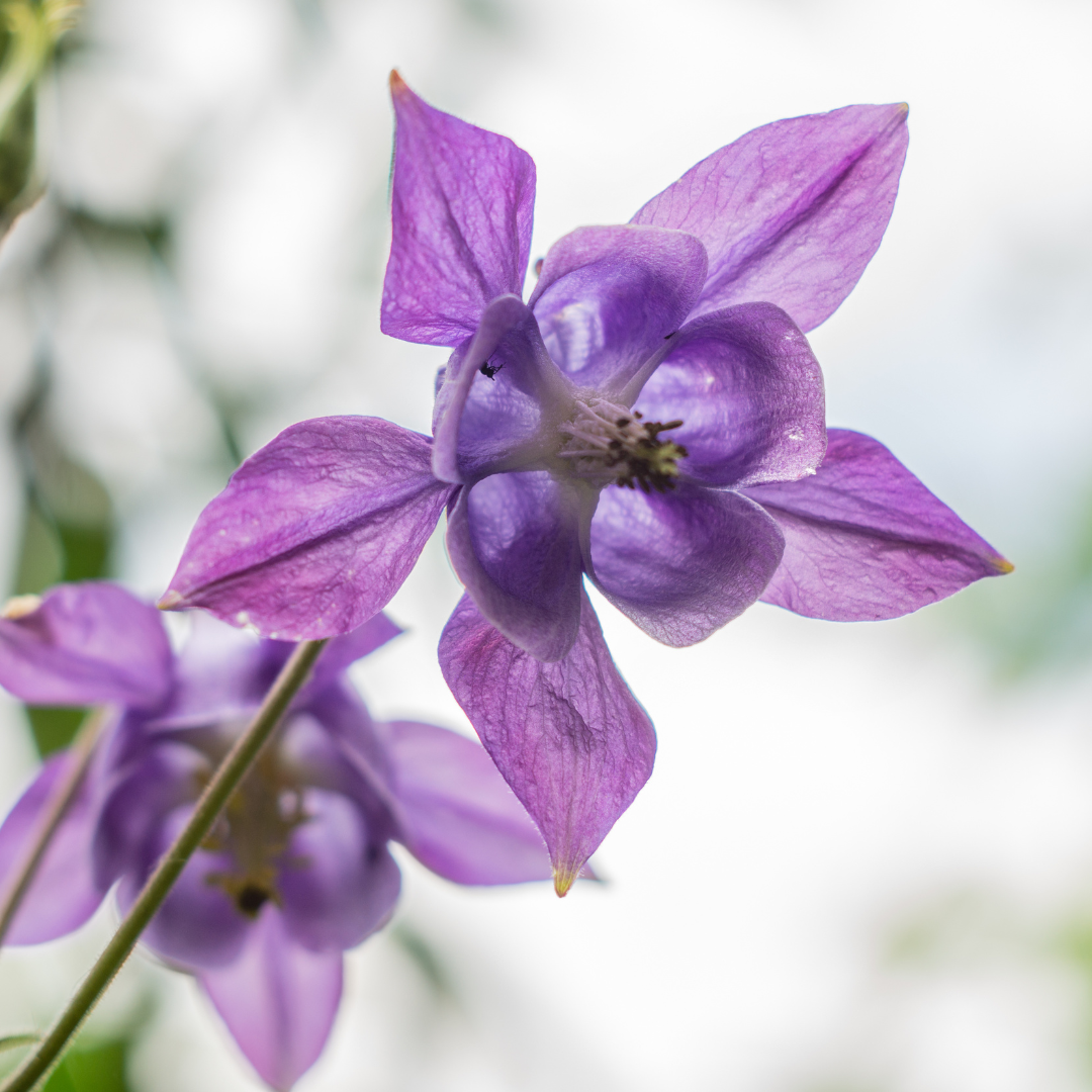 Aquilegia vulgaris (6 stuks)