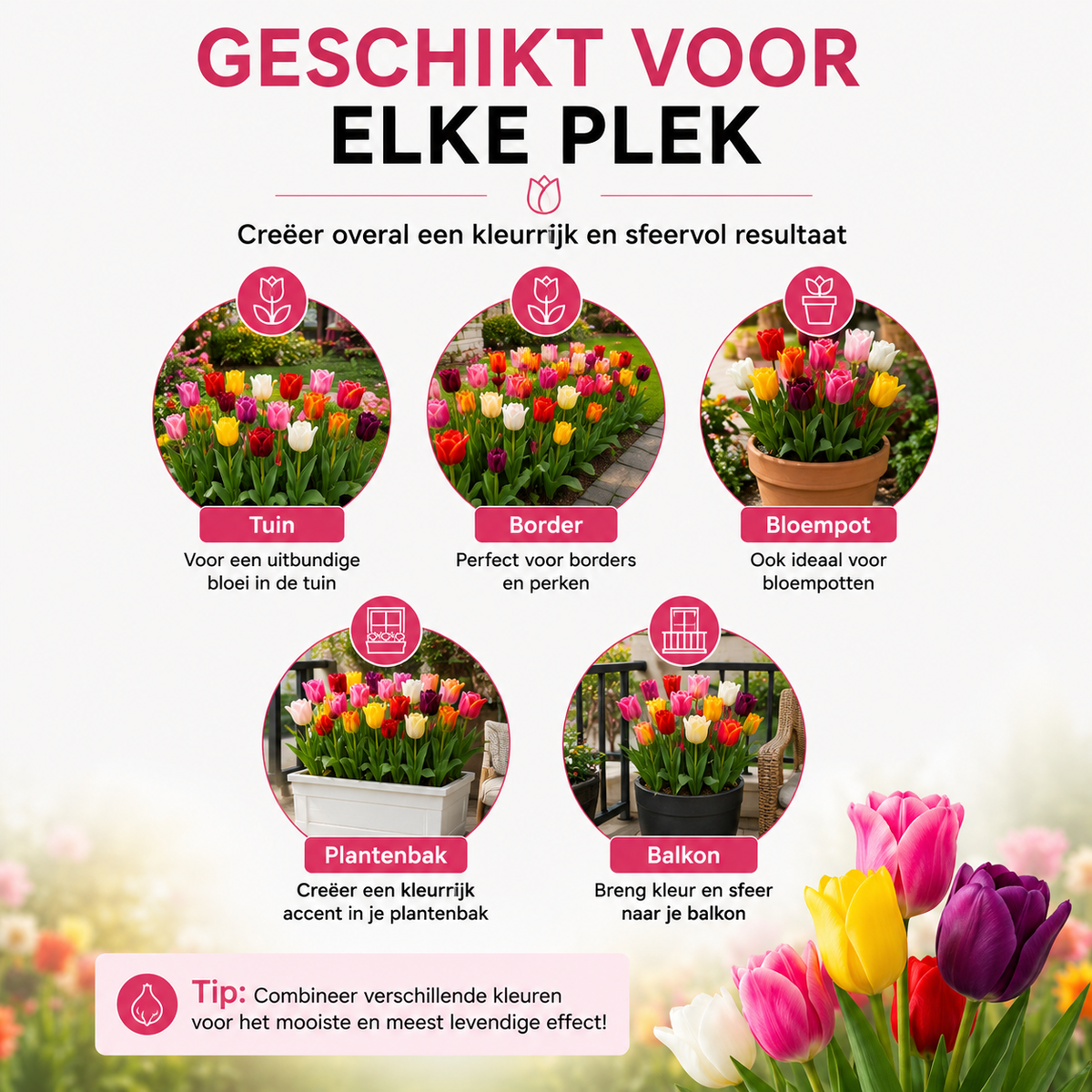 10 zakjes tulpenbollen Mix - 20 Stuks - Winterhard - Maat 11/12