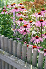 Echinacea purpurea 'Magnus' (6 stuks)