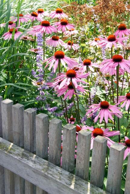 Echinacea purpurea 'Magnus' (6 stuks)