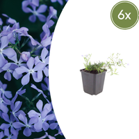 Verpakking — Phlox subulata 'Emerald Cushion Blue' (6 stuks)