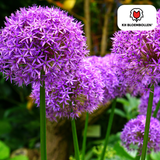 4 verschilllende Allium soorten Mixje van JufGroen