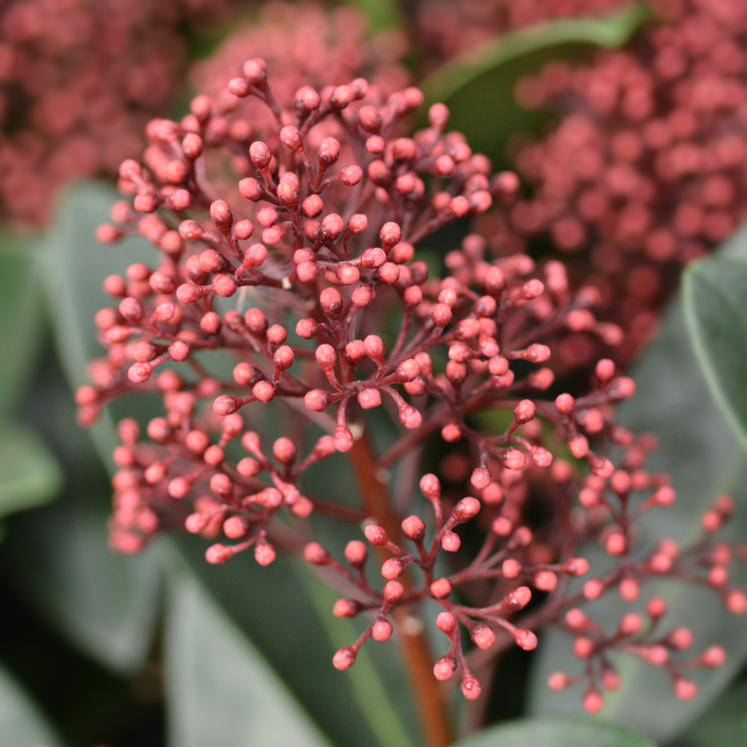 Skimmia japonica 'Rubella' (3 stuks)