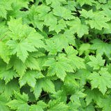 Tiarella cordifolia (6 stuks)