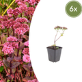 Sedum 'Matrona' (6 stuks)