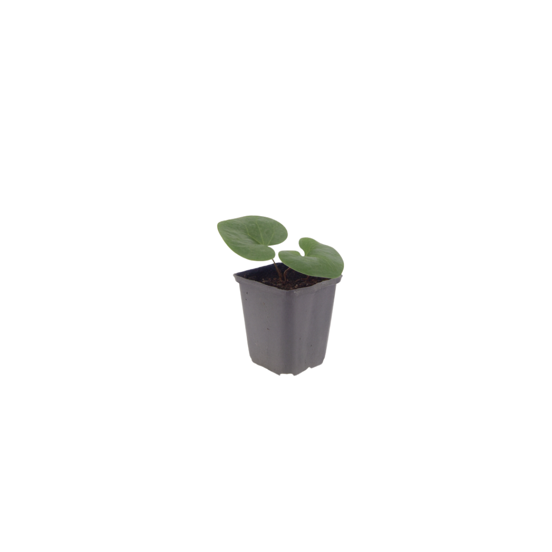 Asarum europaeum (6 stuks)
