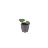 Asarum europaeum (6 stuks)