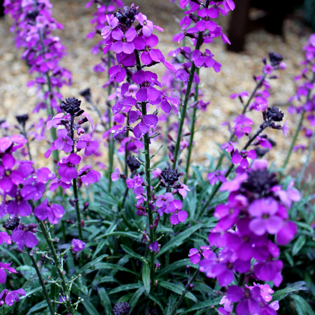 Erysimum 'Bowles' Mauve' (6 stuks)
