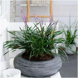 Liriope muscari 'Ingwersen' (3 stuks) grote pot