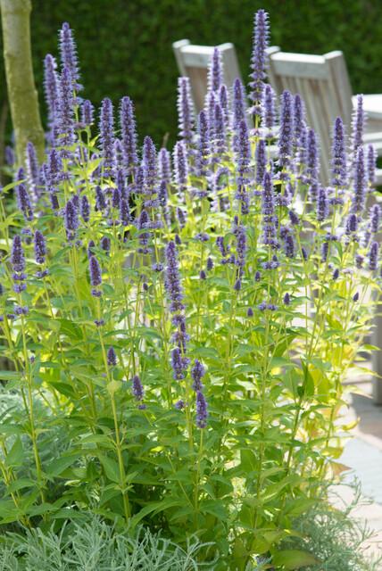 Agastache 'Black Adder' (6 stuks)