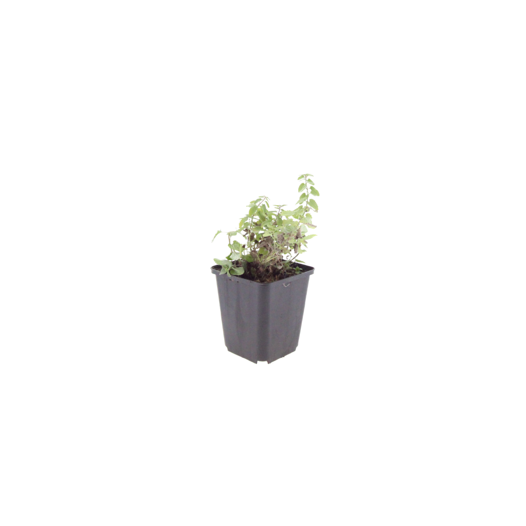 Nepeta faassenii (6 stuks)