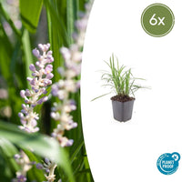 Verpakking — Liriope muscari 'Monroe White' (6 stuks)