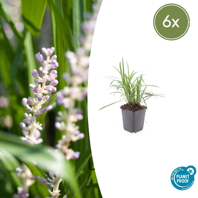 Liriope muscari 'Monroe White' (6 stuks)