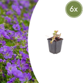 Geranium 'Azure Rush' (6 stuks)