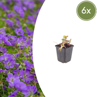 Verpakking — Geranium 'Azure Rush' (6 stuks)