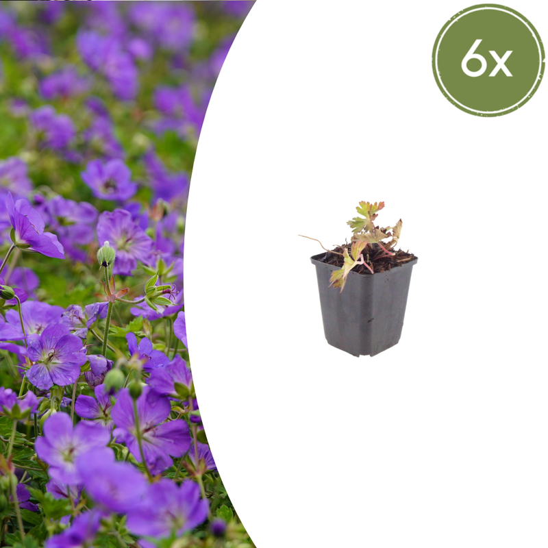 Geranium 'Azure Rush' (6 stuks)
