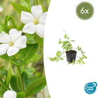 Verpakking — Vinca major 'Alba' (6 stuks)