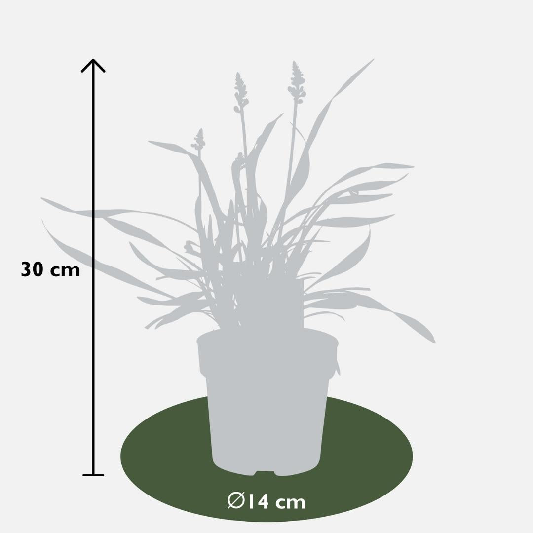 Liriope muscari 'Ingwersen' (3 stuks) grote pot