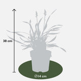 Liriope muscari 'Ingwersen' (3 stuks) grote pot