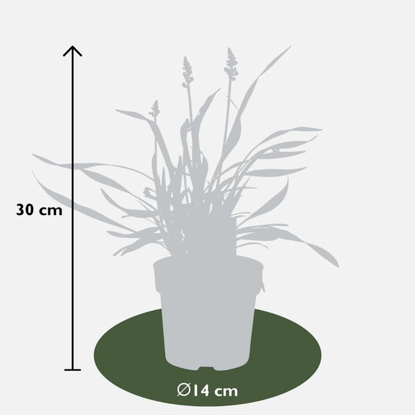 Liriope muscari 'Ingwersen' (3 stuks) grote pot