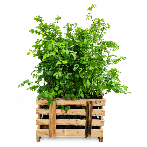 Palletdeal Haagplanten:  50 Fagus sylvatica Mini Pallet