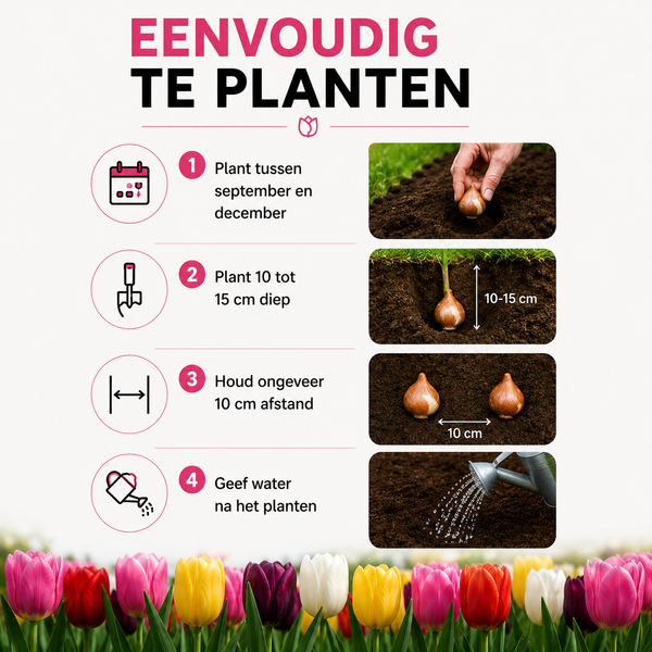 10 zakjes tulpenbollen Mix - 20 Stuks - Winterhard - Maat 11/12