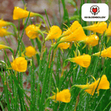 Narcis Golden Bells 25 stuks