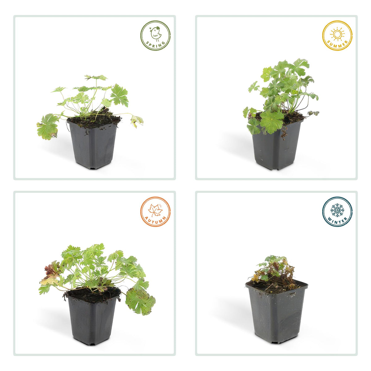 Geranium cantabrigiense 'Biokovo' (6 stuks)