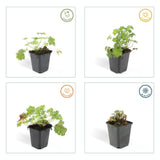 Geranium cantabrigiense 'Biokovo' (6 stuks)