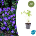 Geranium 'Johnson's Blue' (6 stuks)