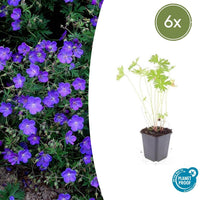 Verpakking — Geranium 'Johnson's Blue' (6 stuks)