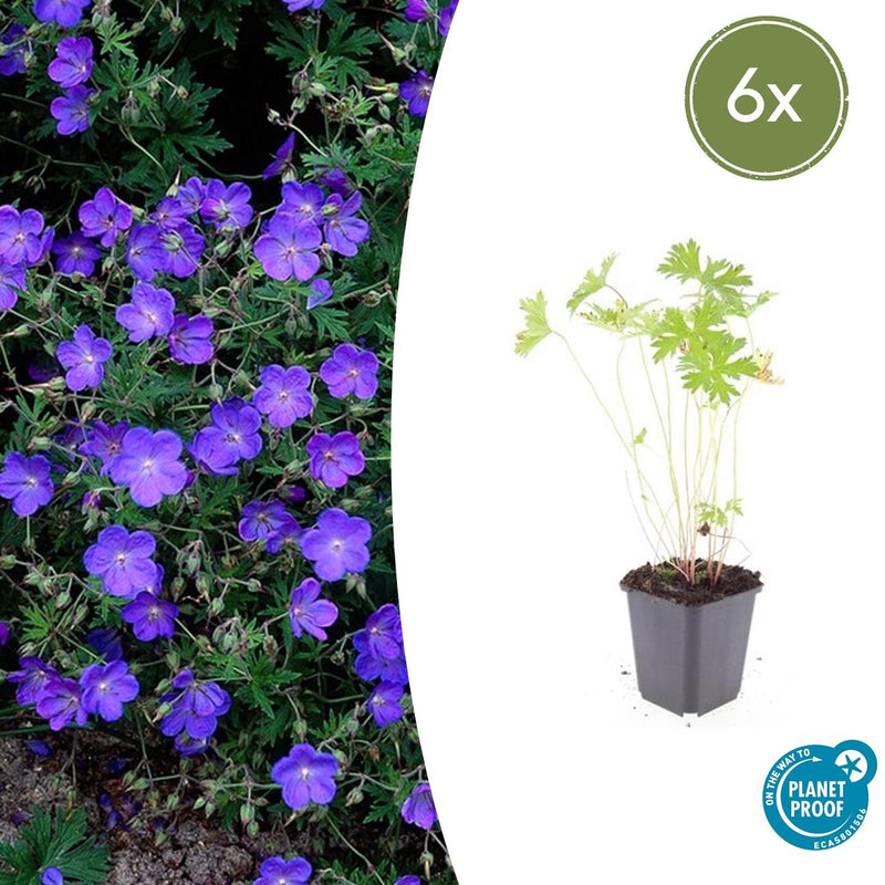 Geranium 'Johnson's Blue' (6 stuks)