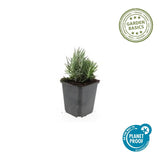 Lavandula angustifolia 'Dwarf Blue' (6 stuks)