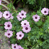 Geranium cinereum 'Ballerina' (6 stuks)