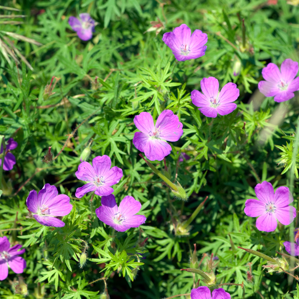 Geranium sanguineum (6 stuks)