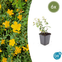 Verpakking — Hypericum dummeri 'Peter Dummer' (6 stuks)