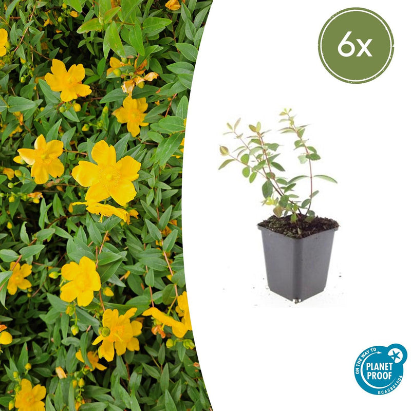 Hypericum dummeri 'Peter Dummer' (6 stuks)